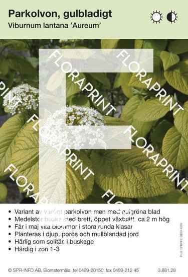 Viburnum lantana Aureum