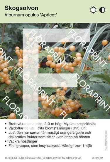Viburnum opulus Apricot