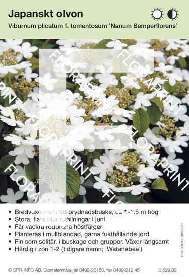 Viburnum plicatum Nanum Semperflorens