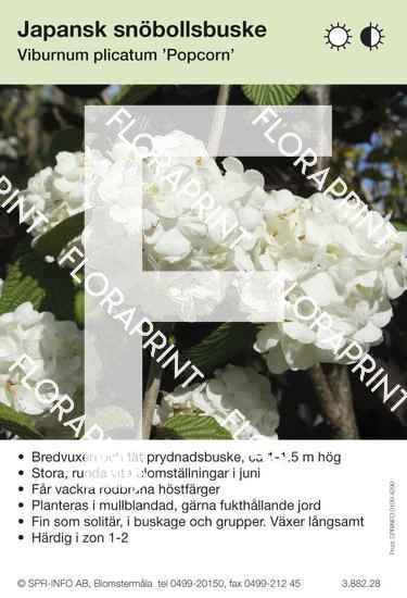 Viburnum plicatum Popcorn