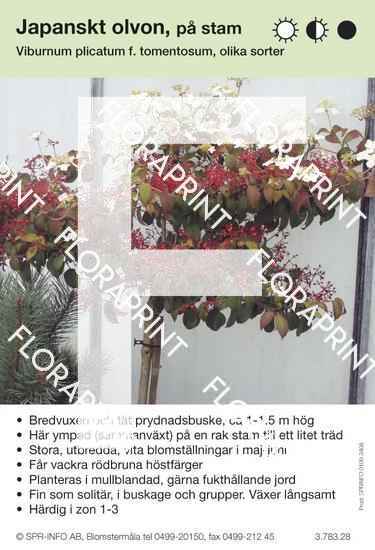 Viburnum plicatum, stam