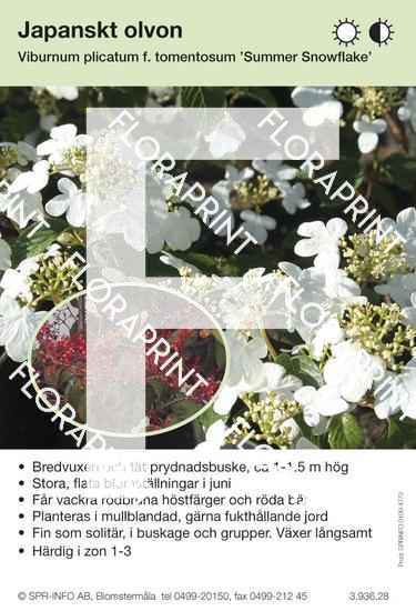 Viburnum plicatum Summer Snowflake