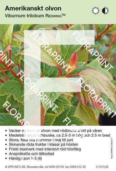 Viburnum trilobum Redwing