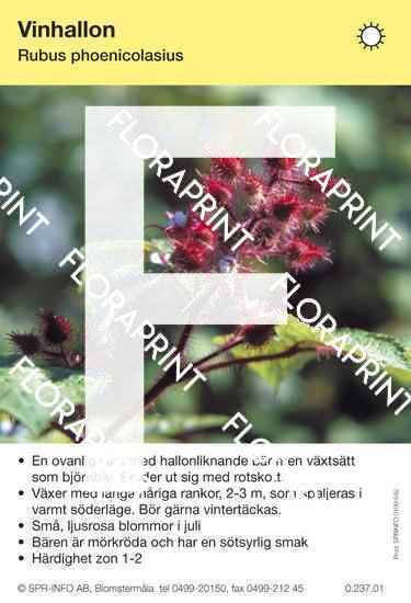 Vinhallon, Rubus phoenicolasius