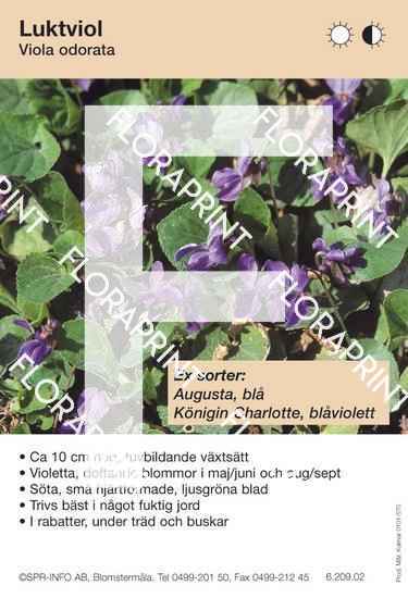 Blomkort s 535-606 (QX).indd Viola odorata (sorter:)
