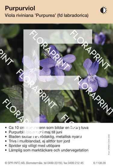 Viola riviniana Purpurea (fd labradorica)