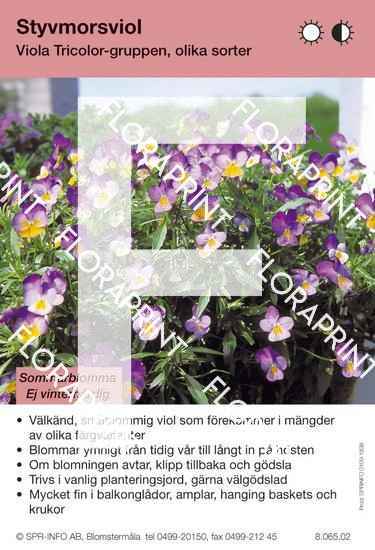 Viola Tricolor-Gruppen