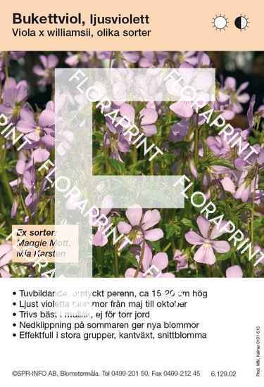 Viola williamsii allm ljusviolett (sorter:)