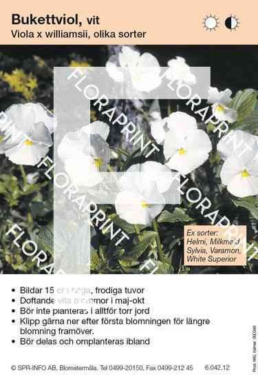 viola_williamsii_allm_vit_sorter Viola williamsii allm vit (sorter:)