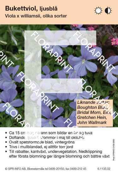 Viola williamsii ljusblå (sorter:)