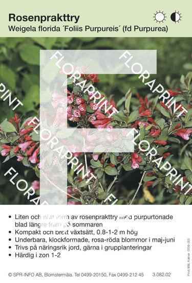 Weigela florida Purpurea