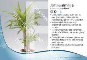 Yucca elephantipes