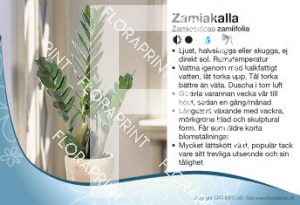 Zamioculcas zamiifolia