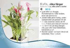 Zantedeschia