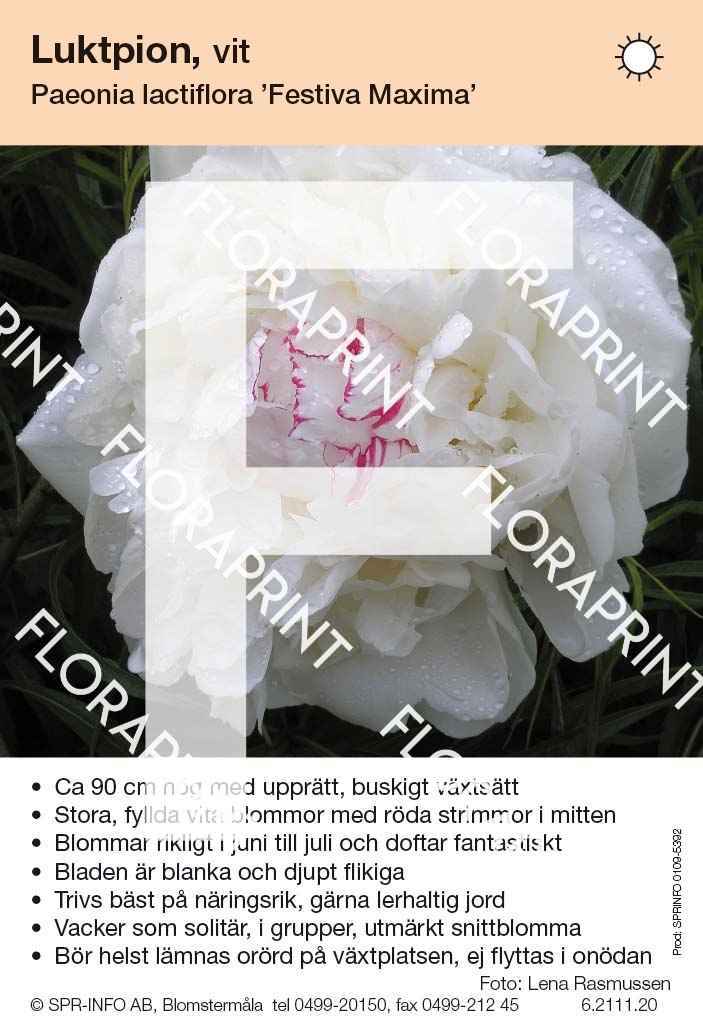 Paeonia lactiflora Festiva Maxima