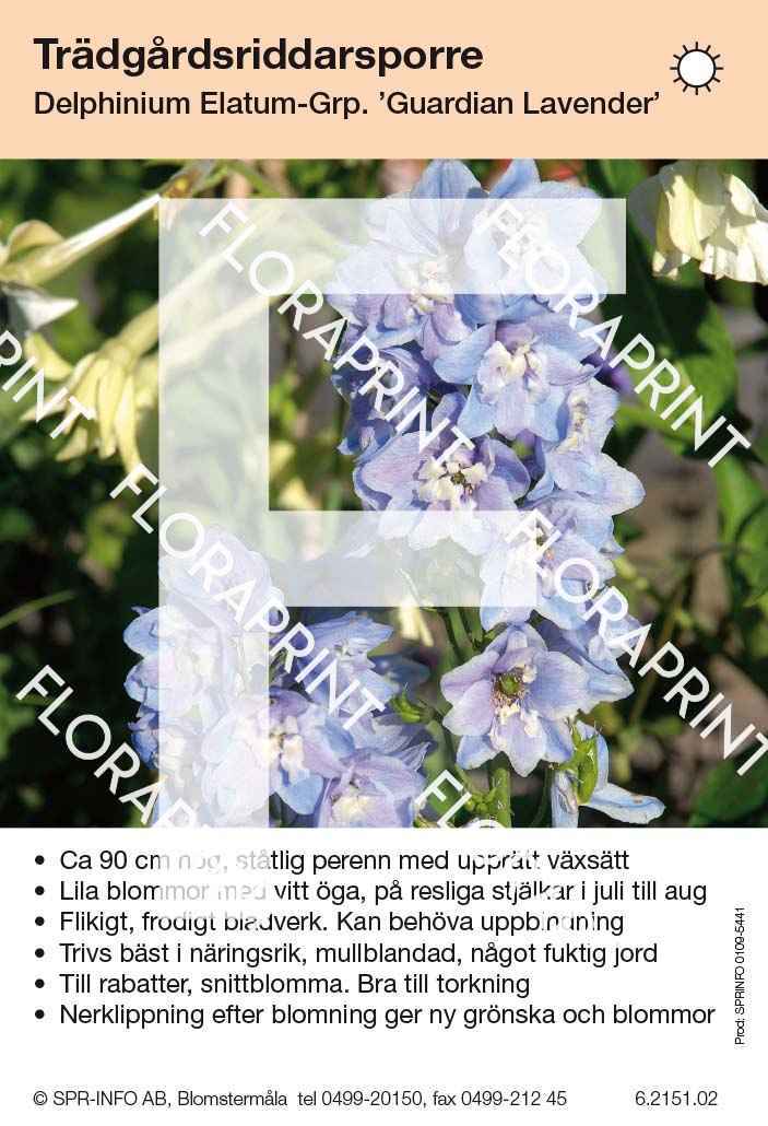 Delphinium Elatum-Grp Guardian Lavender