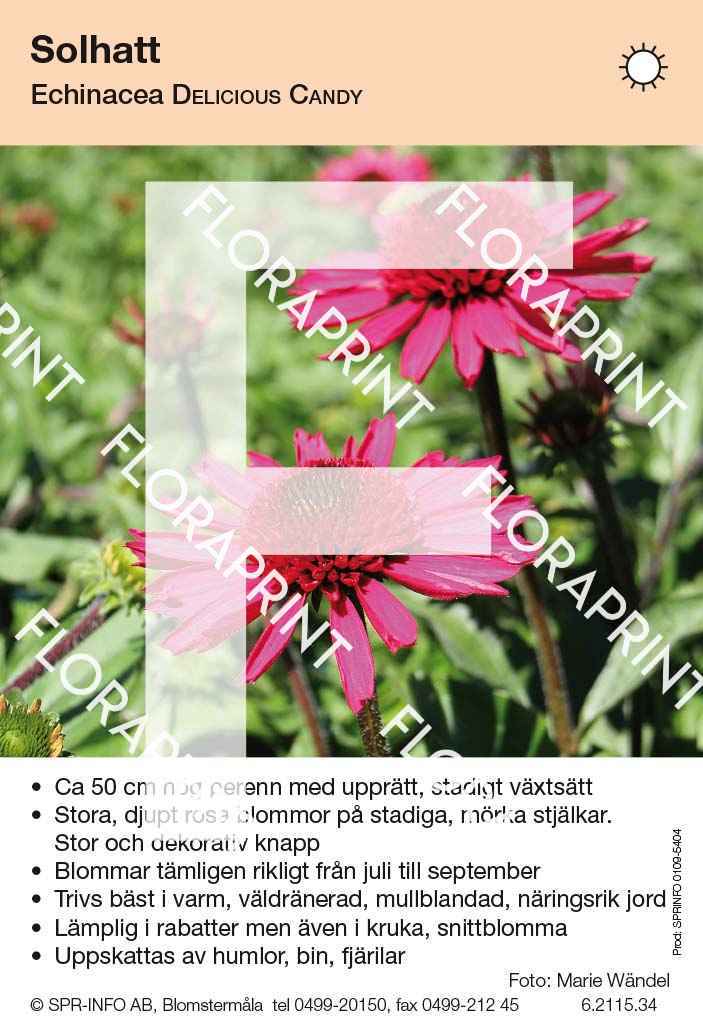 Echinacea Delicious Candy