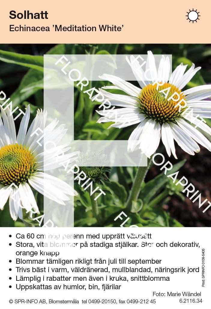 Echinacea Meditation White