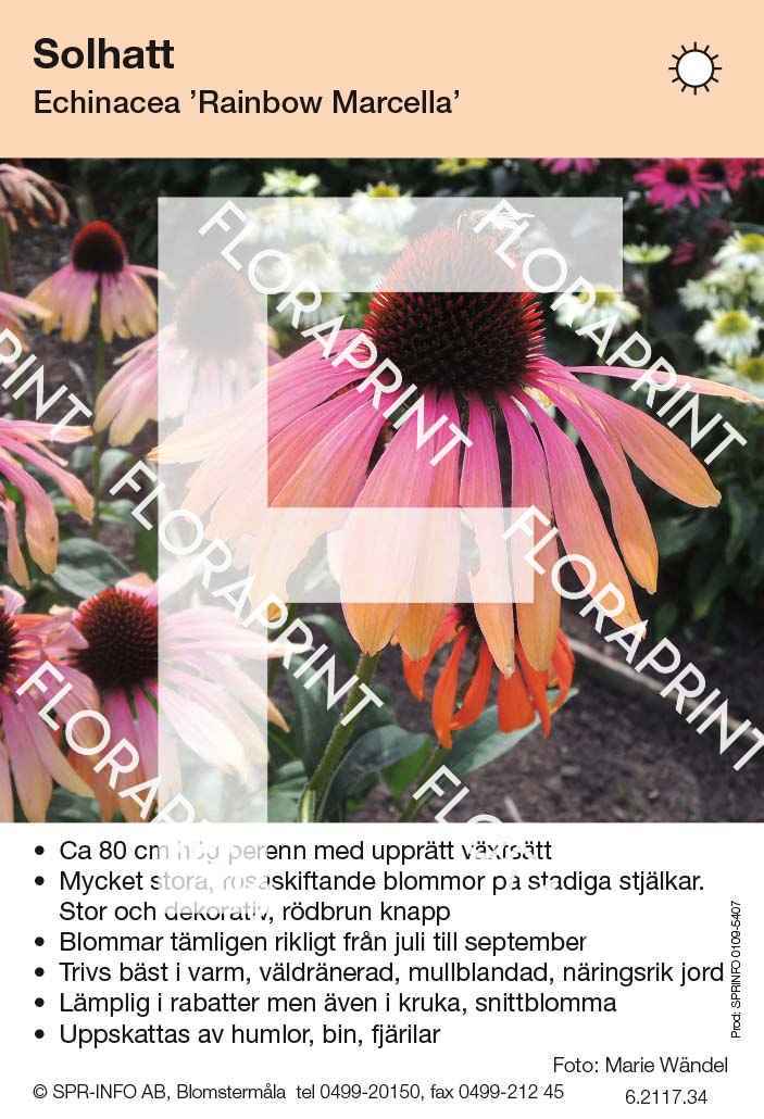 Echinacea Rainbow Marcella