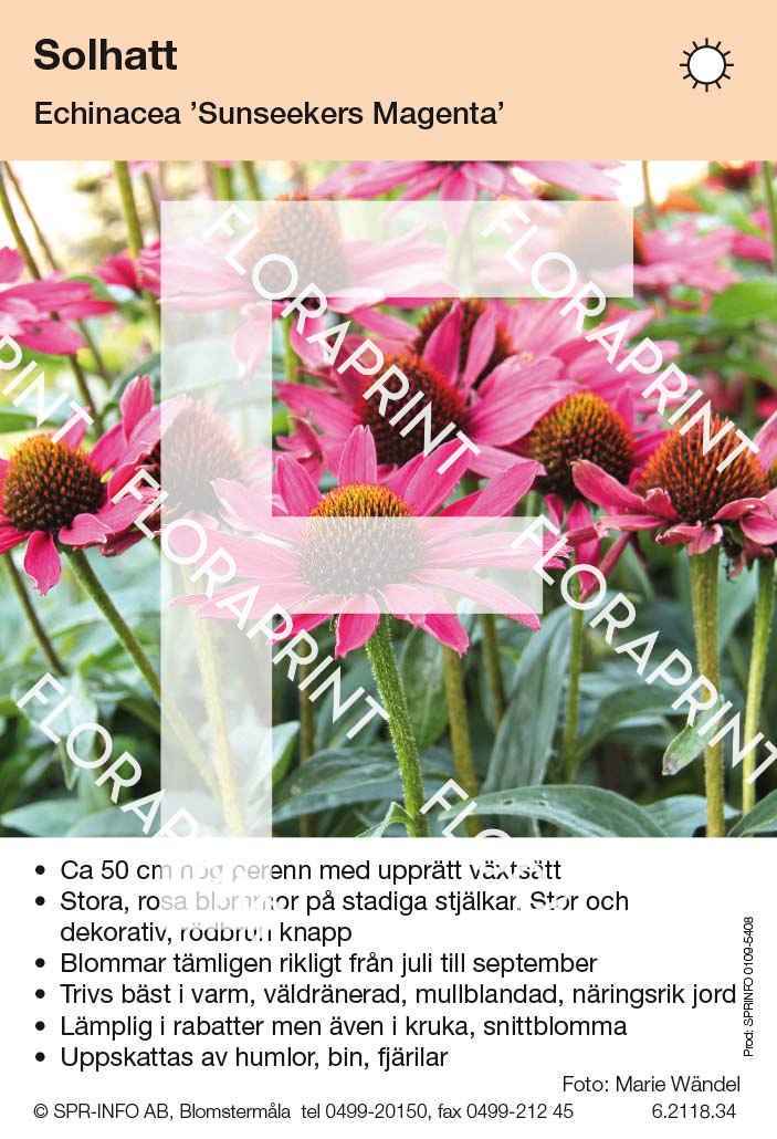 Echinacea Sunseekers Magenta