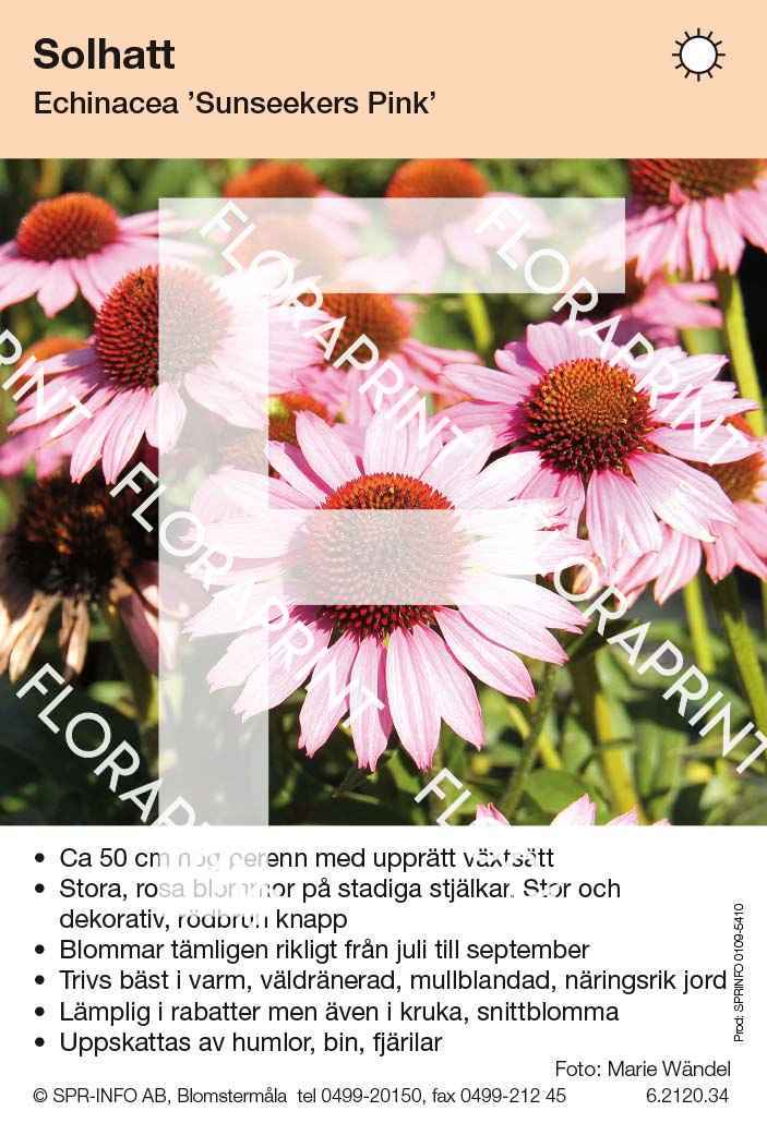 Echinacea Sunseekers Pink