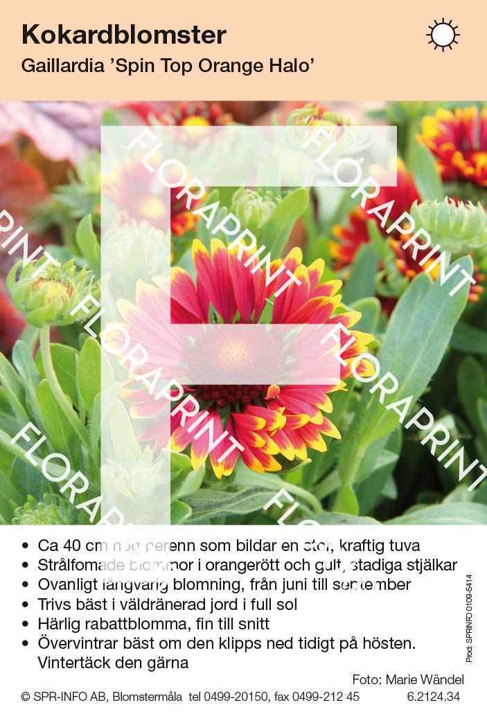 Gaillardia Spin Top Orange Halo