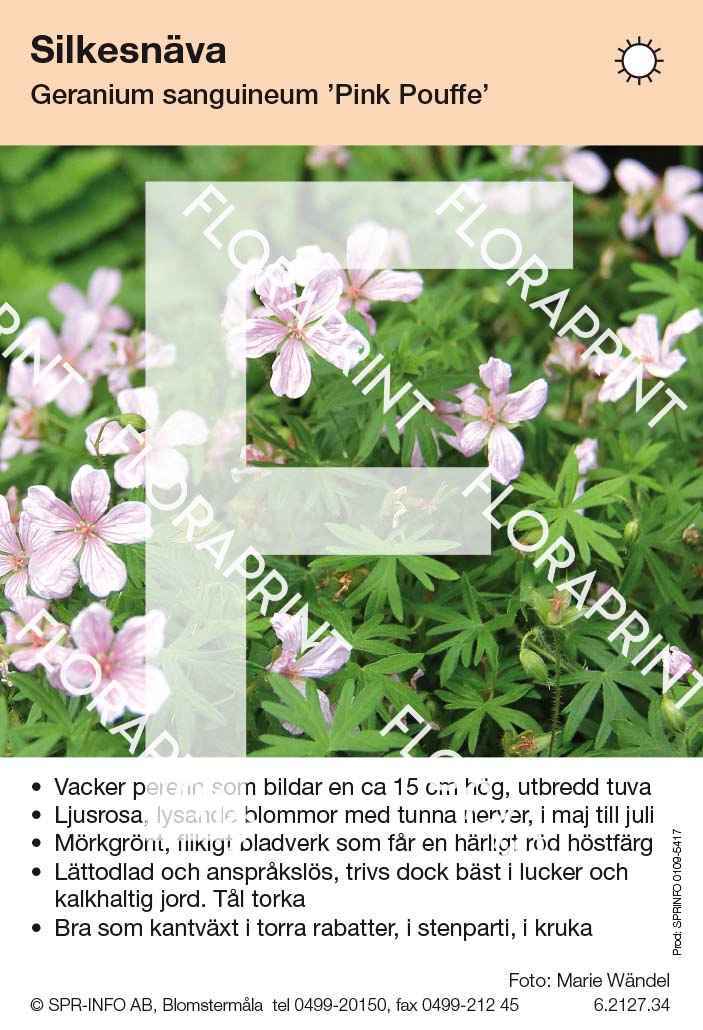 Geranium sanguineum Pink Pouffe