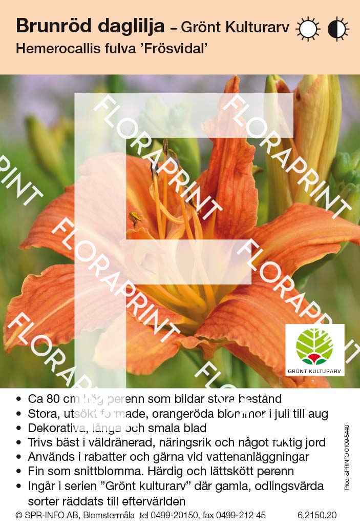 Hemerocallis fulva Frösvidal