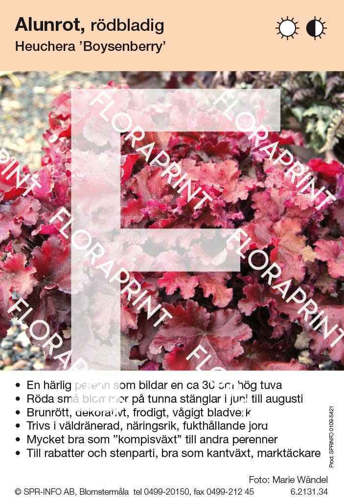 Heuchera Boysenberry