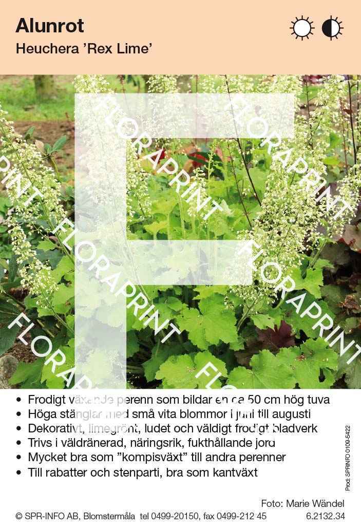 Heuchera Rex Lime