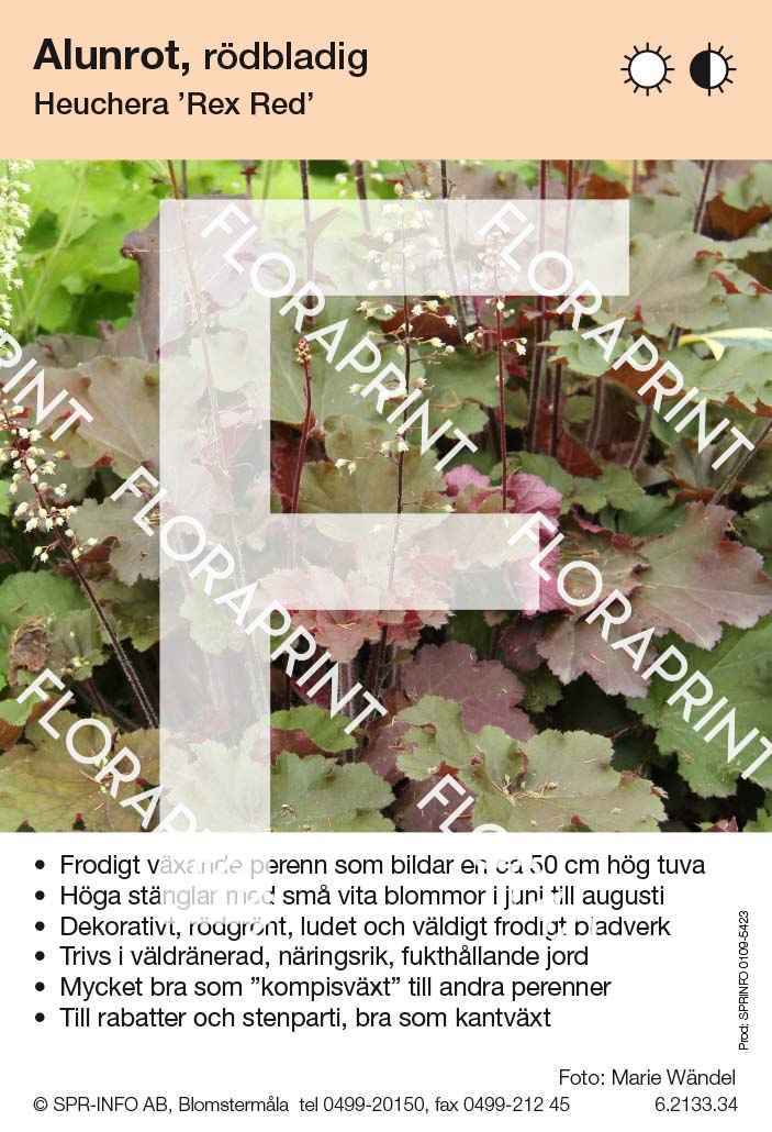 Heuchera Rex Red