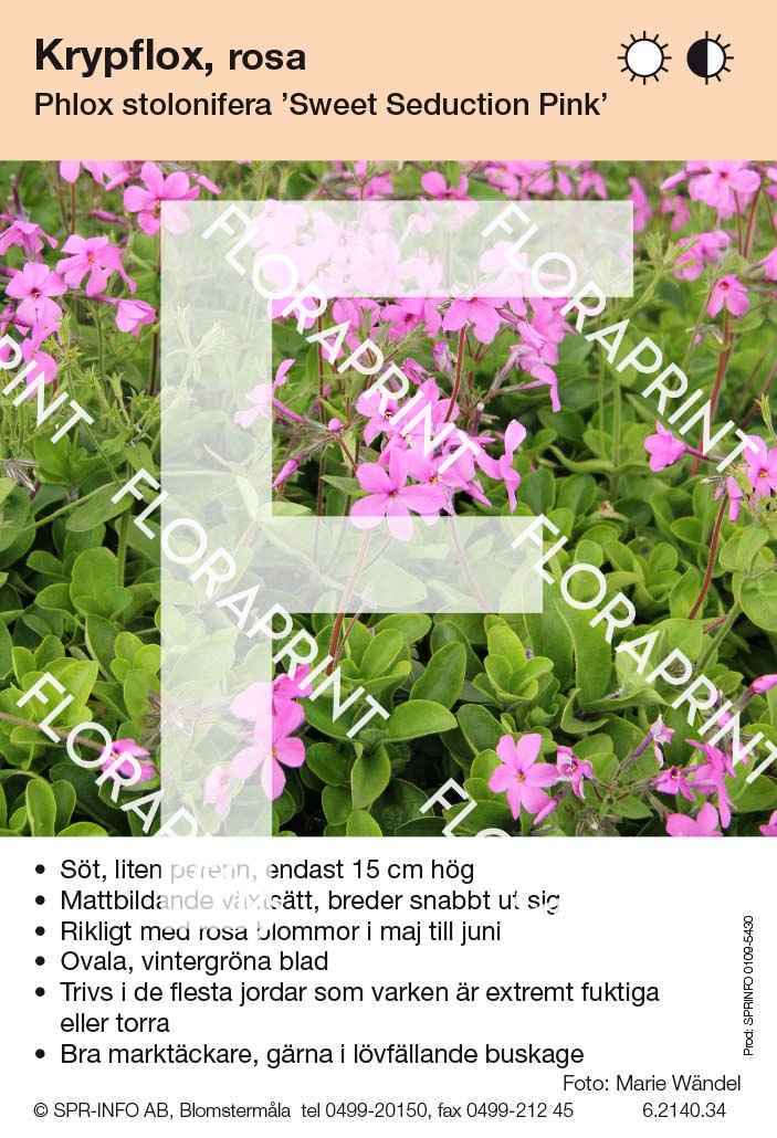 Phlox stolonifera Sweet Seduction Pink