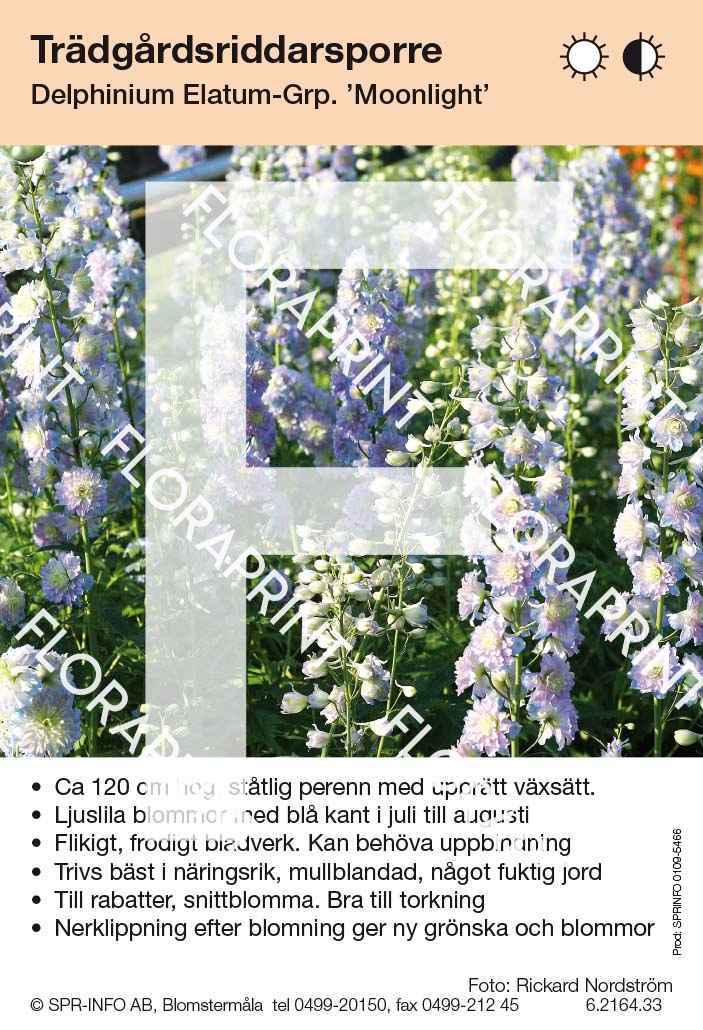 Delphinium Elatum-Grp Moonlight