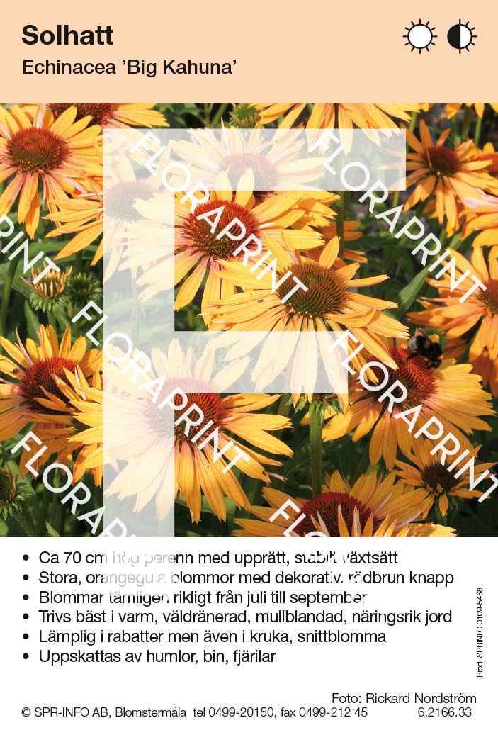 Echinacea Big Kahuna