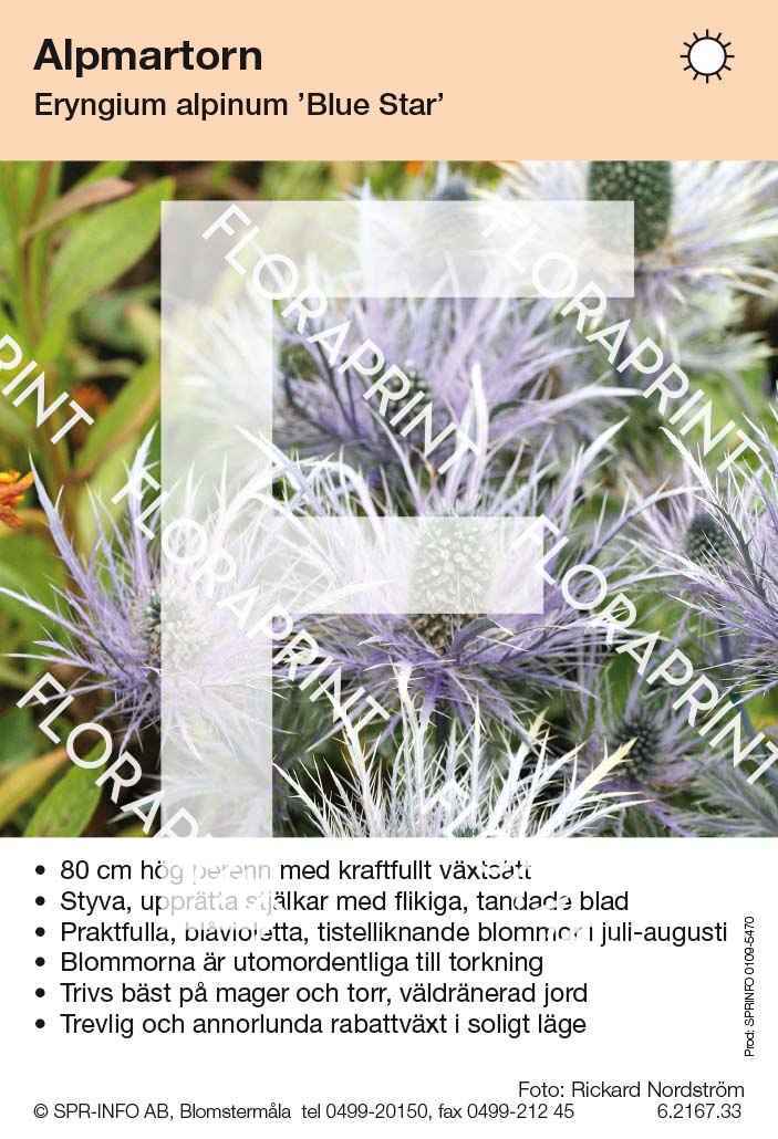 Eryngium alpinum Blue Star