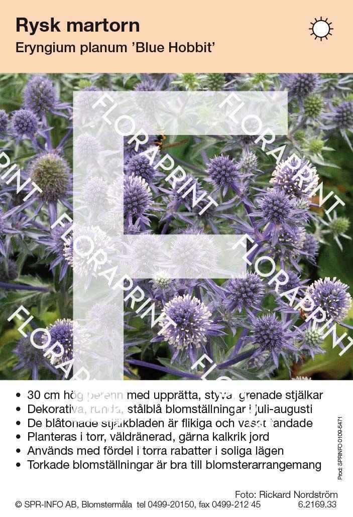 Eryngium planum Blue Hobbit