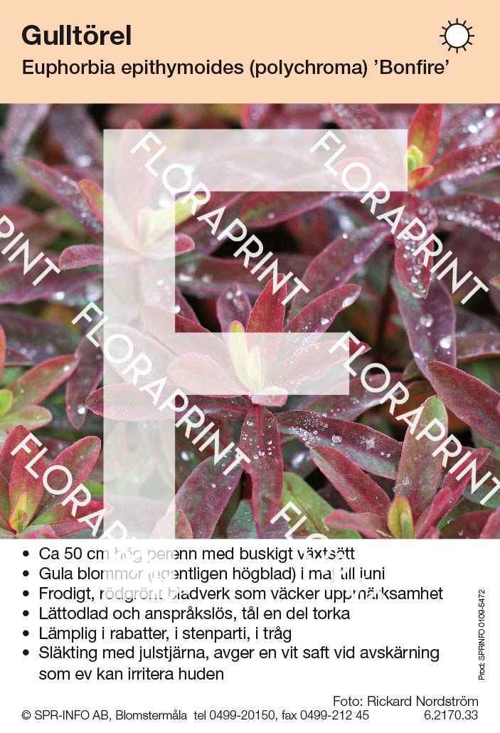 Euphorbia epithymoides (polychroma) Bonfire