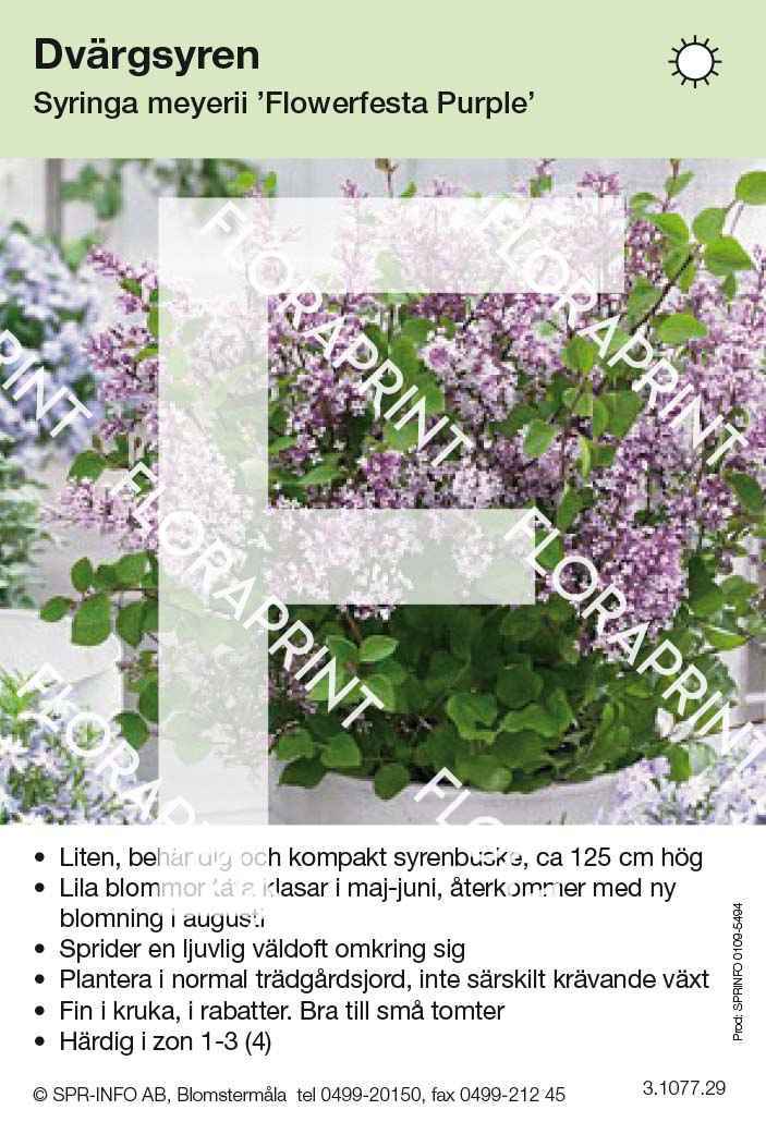 Syringa meyerii Flowerfesta Purple