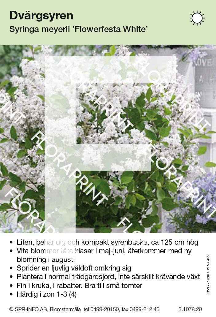 Syringa meyerii Flowerfesta White