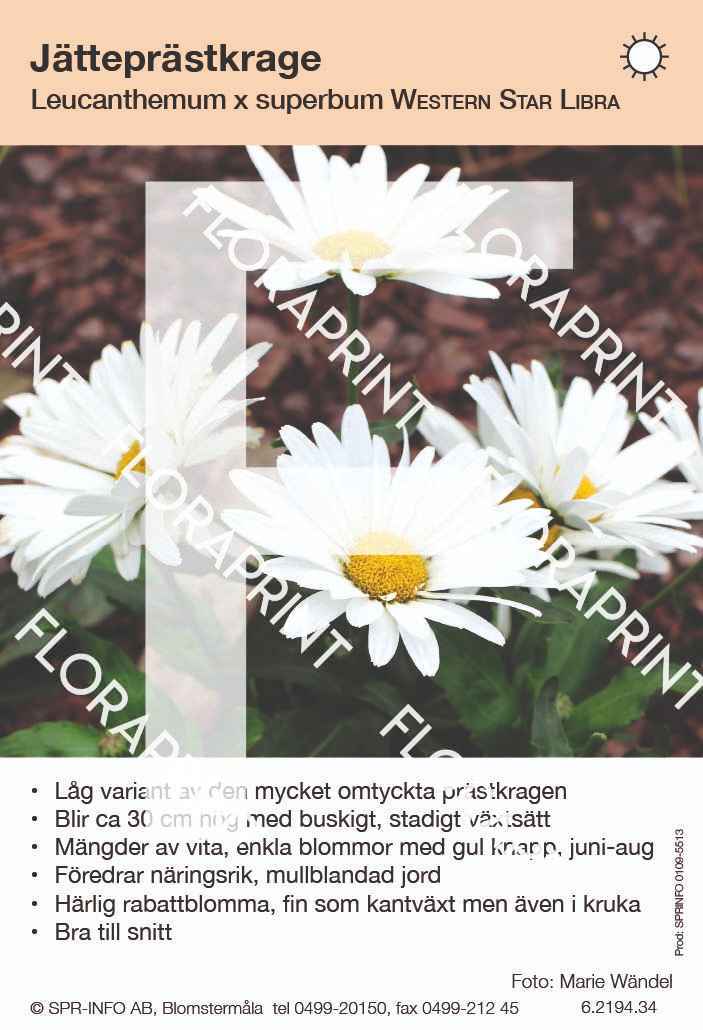 Leucanthemum superbum Western Star Libra