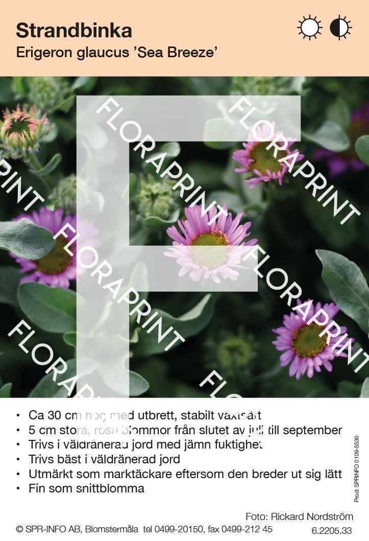 Erigeron glaucus Sea Breeze