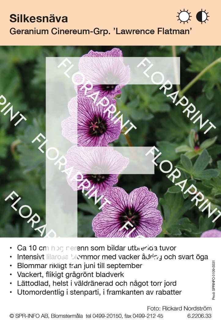 Geranium cinereum Lawrence Flatman