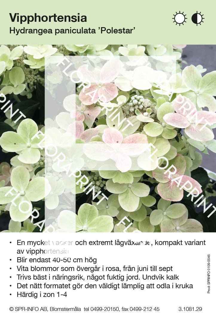 Hydrangea paniculata Polestar