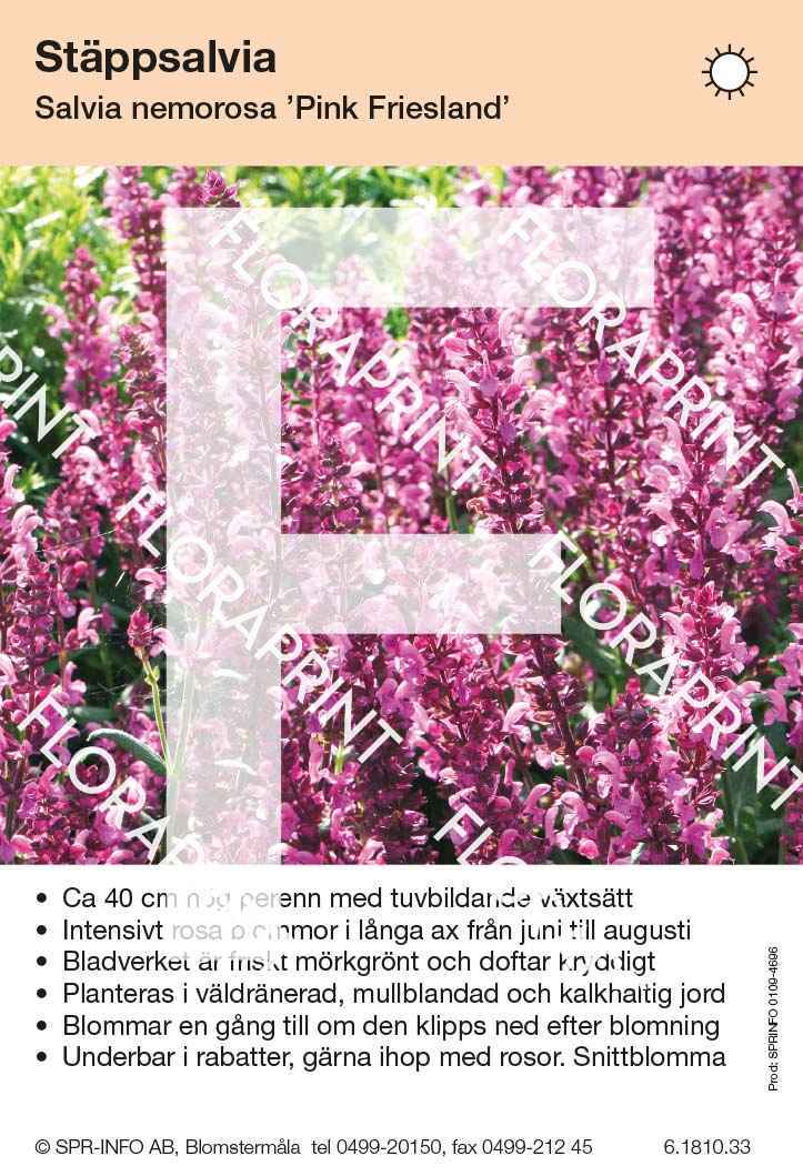 Salvia nemorosa Pink Friesland