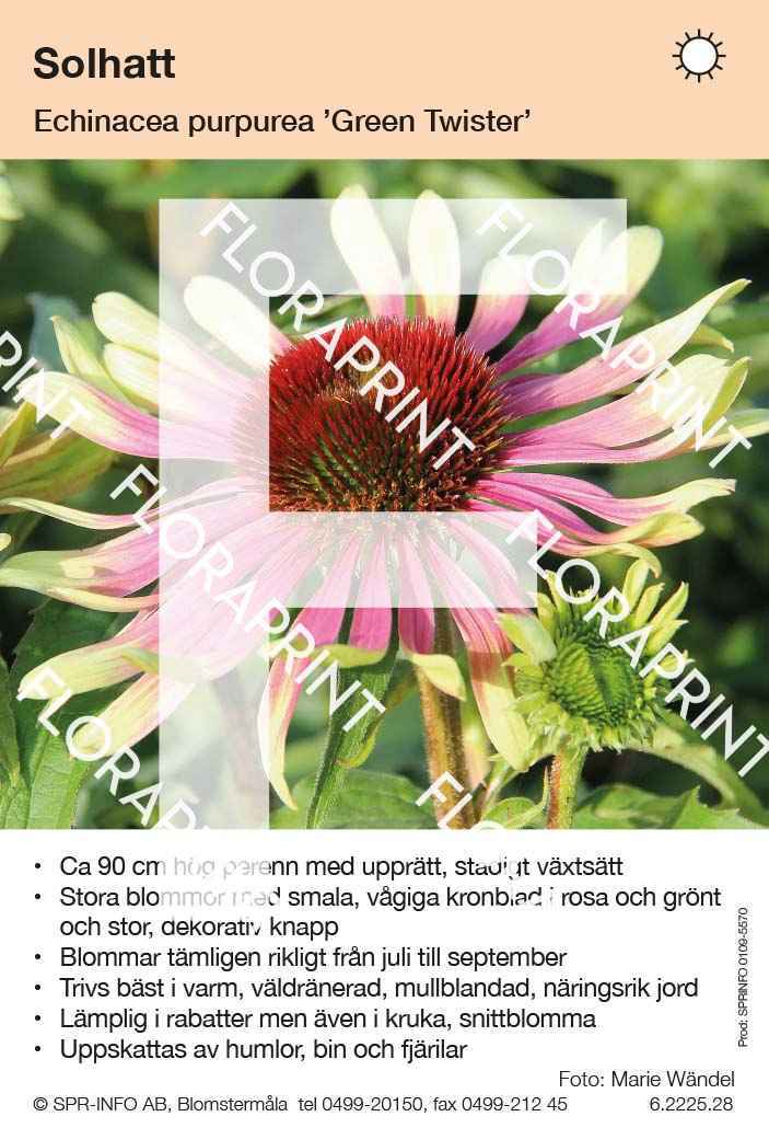 Echinacea purpurea Green Twister