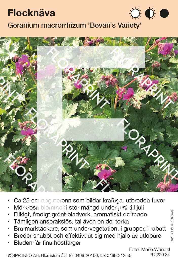 Geranium macrorrhizum Bevan´s Variety