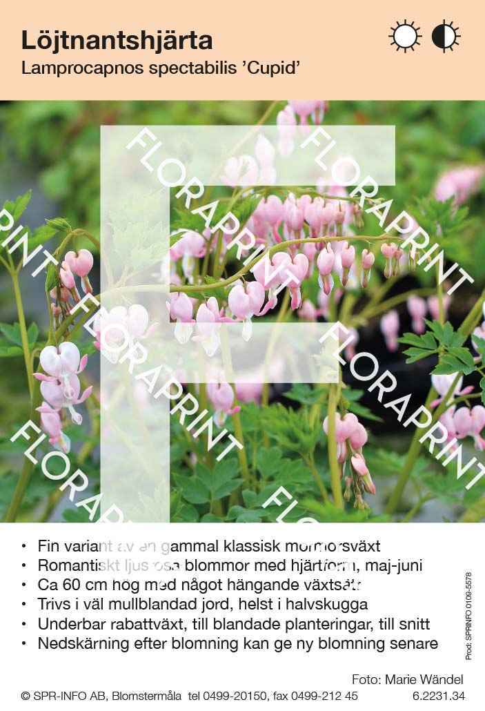 Lamprocapnos spectabilis Cupid