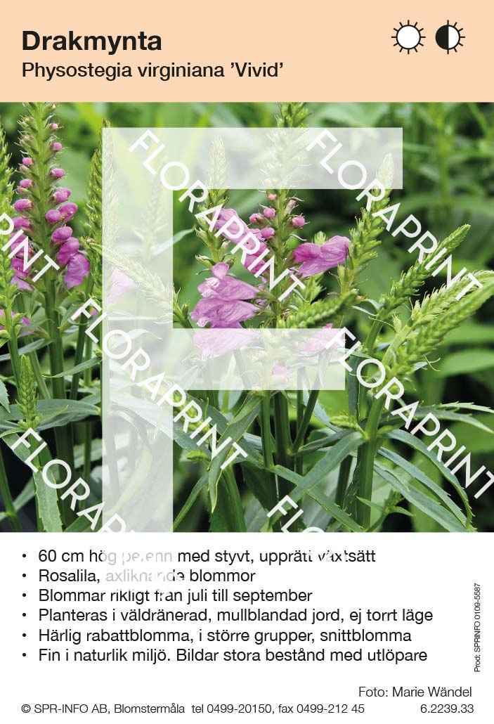 Physostegia virginia Vivid