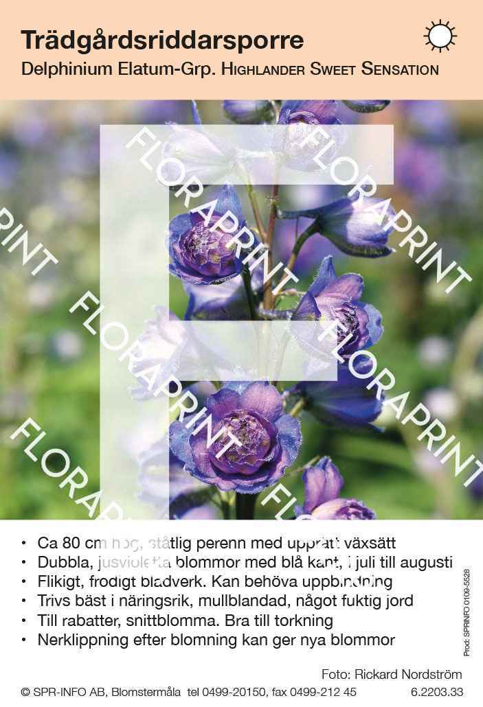 Delphinium elatum Highlander Sweet Sensation