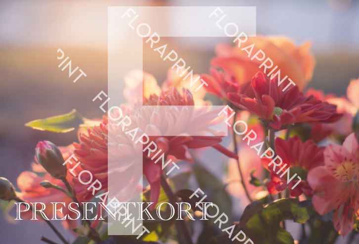 Chryss Presentkort 100-pack, Chrysantemum